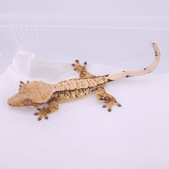 노멀 익스트림할리퀸
