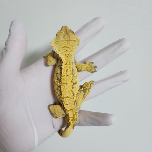 노멀 드리피 옐로우