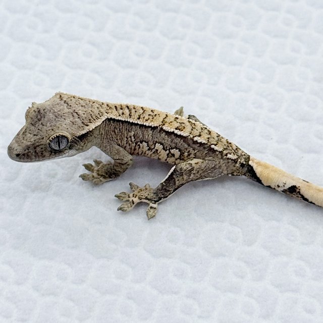 노멀 크림 크림시클