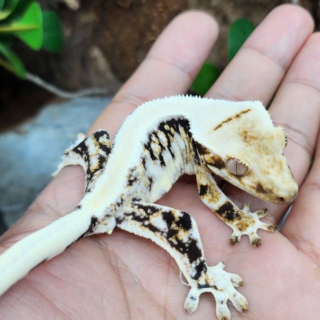 릴리화이트 트라이