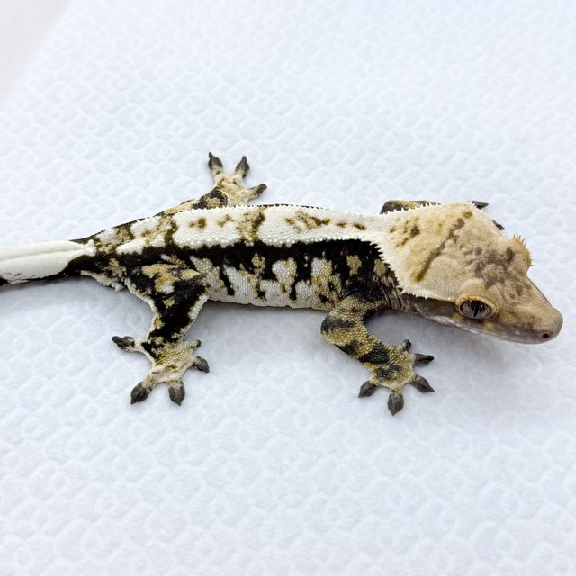 노멀 트라이 익스트림할리퀸