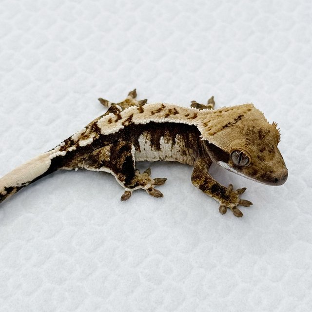 노멀 트라이 익스트림할리퀸