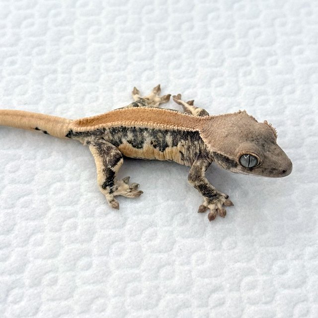 릴리화이트 솔리드백