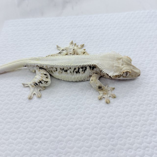 릴리화이트 솔리드백