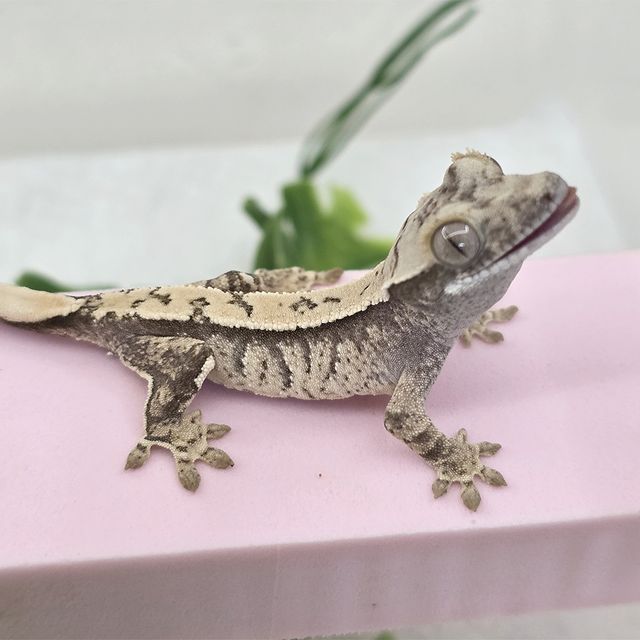 노멀 드리피