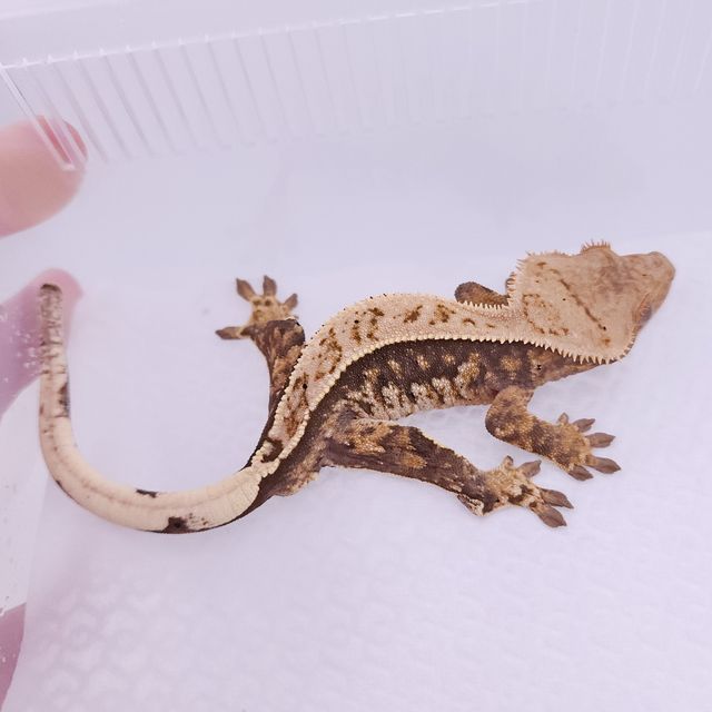 노멀