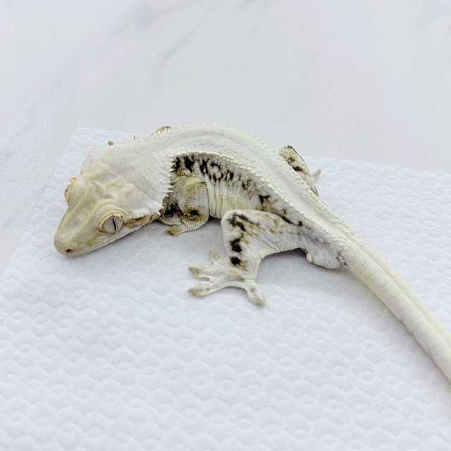 릴리화이트 솔리드백