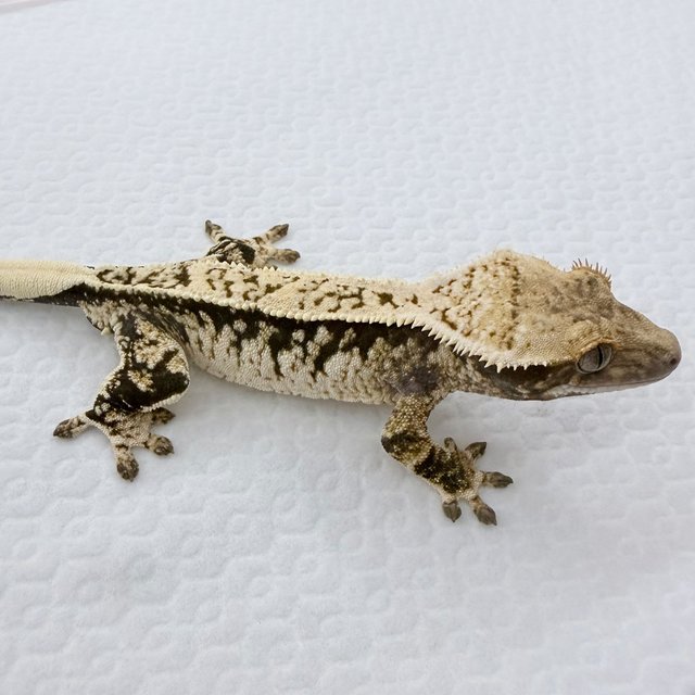 노멀 드리피 풀핀