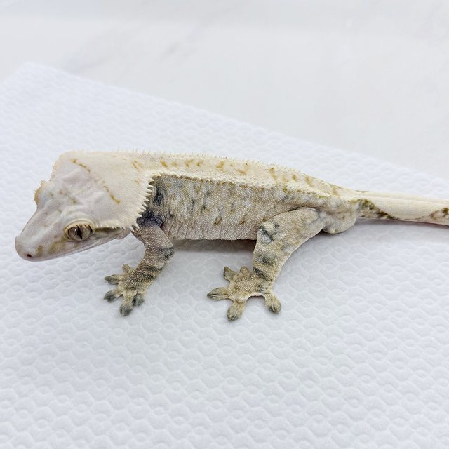 노멀 트라이 드리피