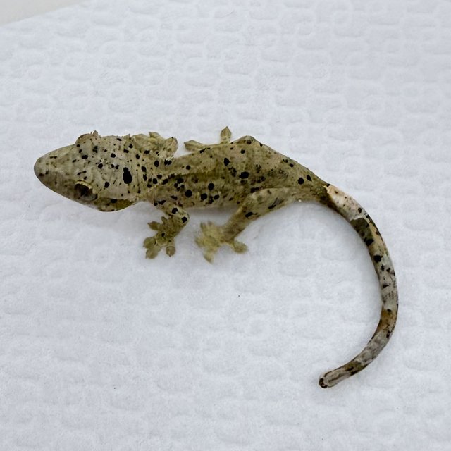 슈퍼달마시안 달마시안