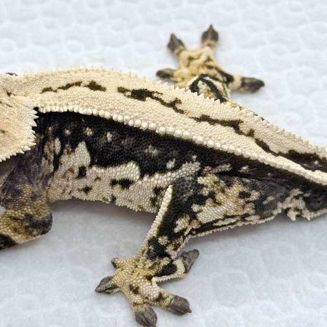 노멀 쿼드 풀핀 핀스트라이프