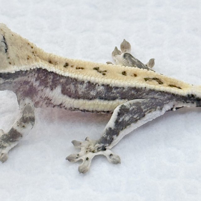 릴리화이트 쿼드 풀핀 핀스트라이프