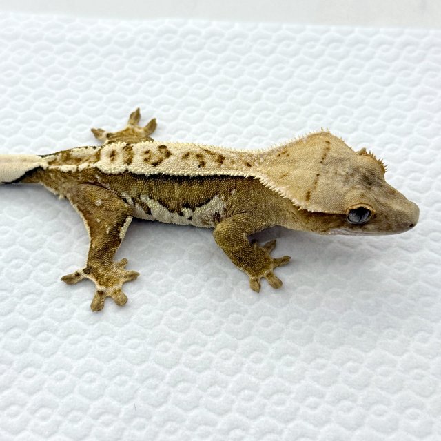 노멀 크림 크림시클