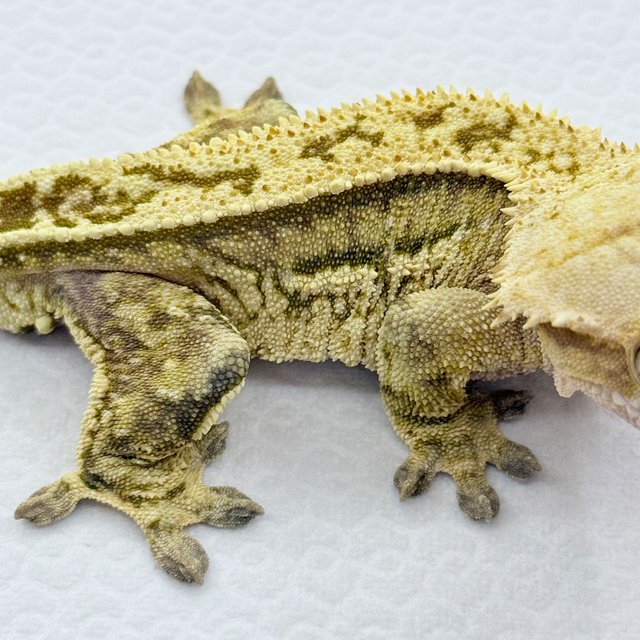 100%헷아잔틱 쿼드 풀핀