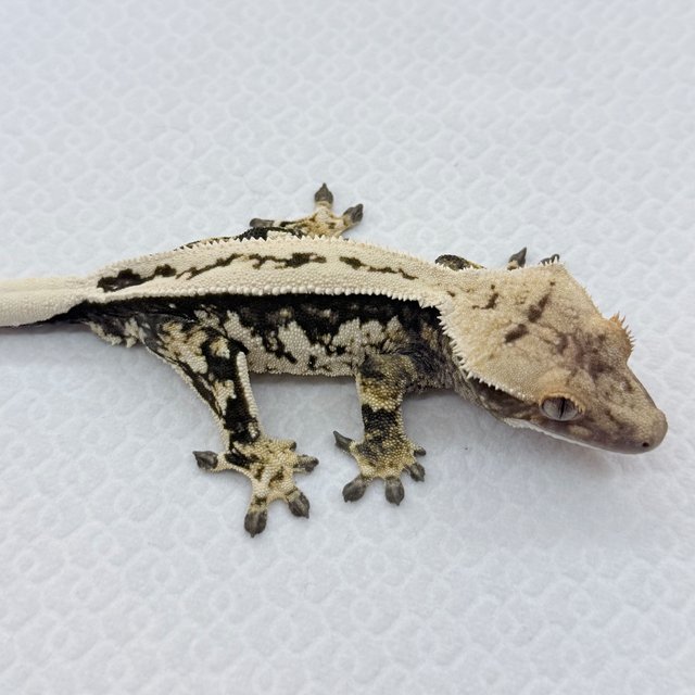 노멀 쿼드 풀핀 핀스트라이프