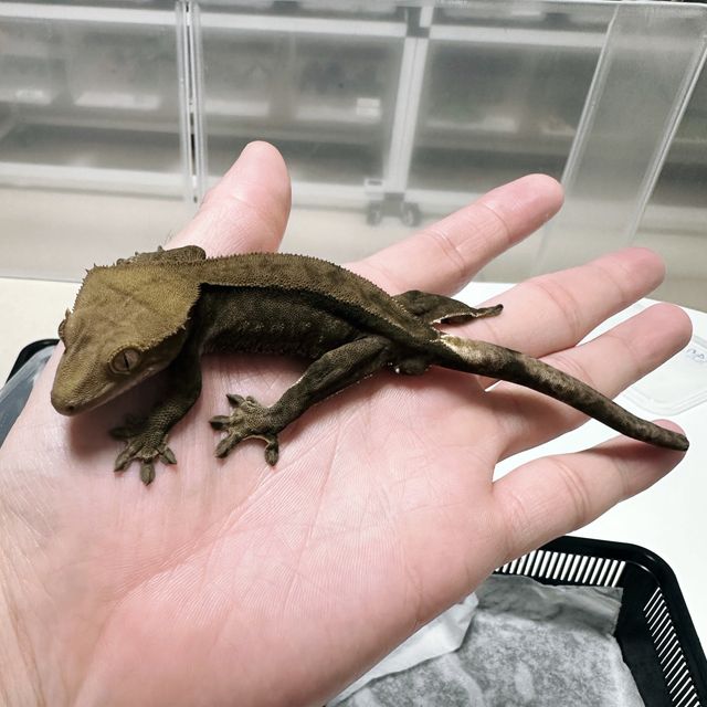 챠콜 다크 블랙