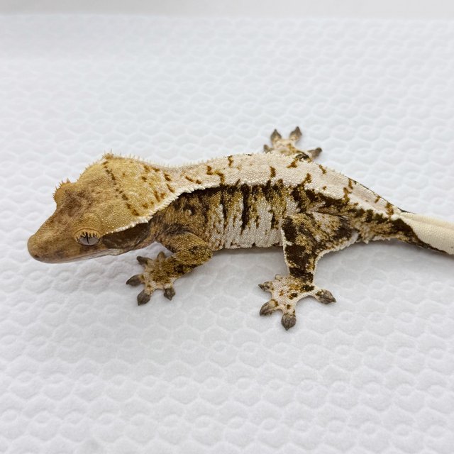 노멀 트라이 익스트림할리퀸