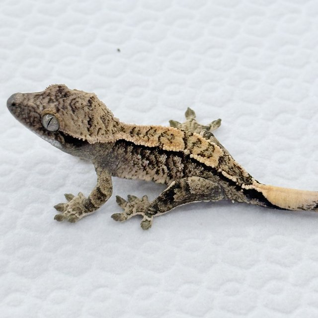 노멀 드리피 화이트스팟