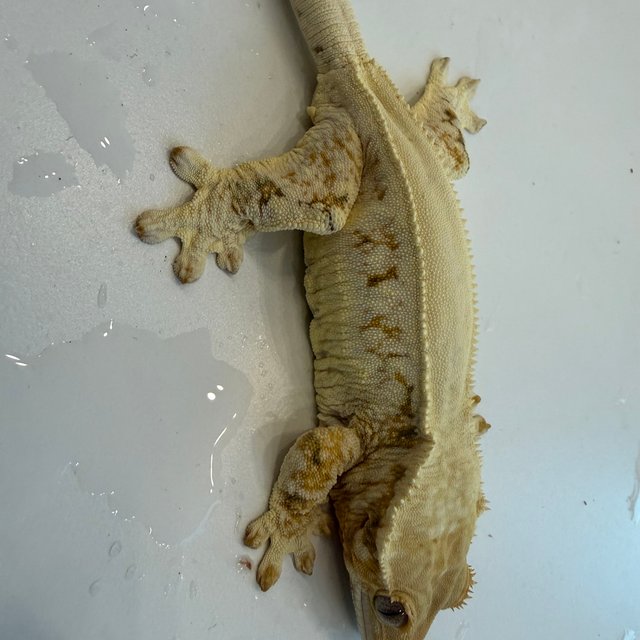 릴리화이트 솔리드백