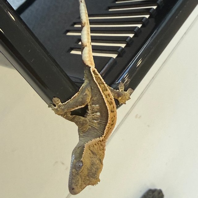 100%헷아잔틱 쿼드