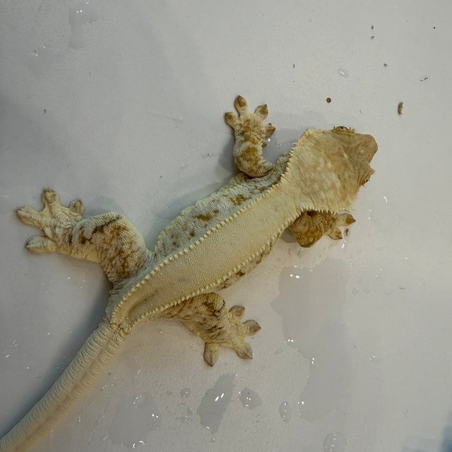 릴리화이트 솔리드백