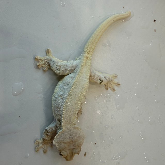 릴리화이트 화이트