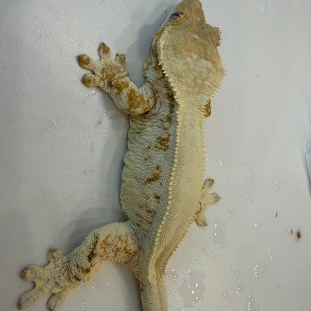 릴리화이트 솔리드백