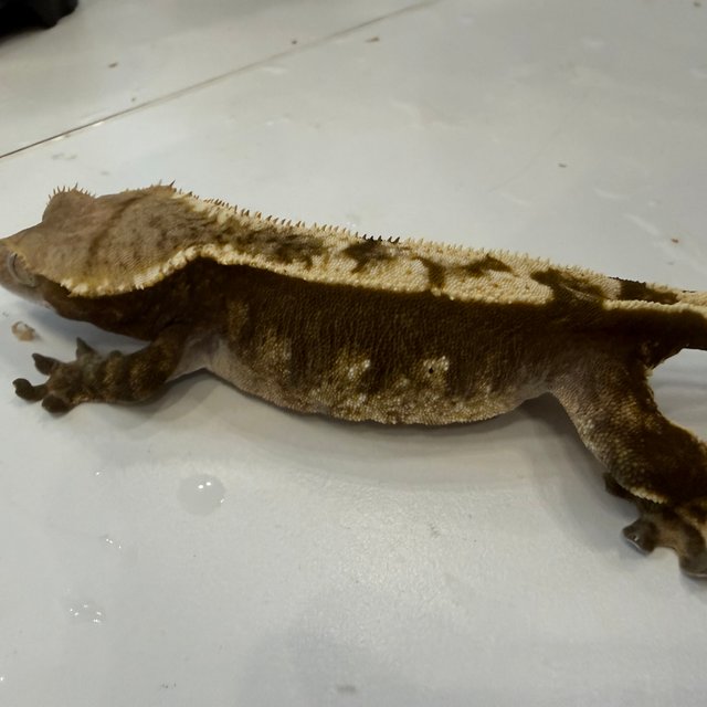 노멀 익스트림할리퀸 다크