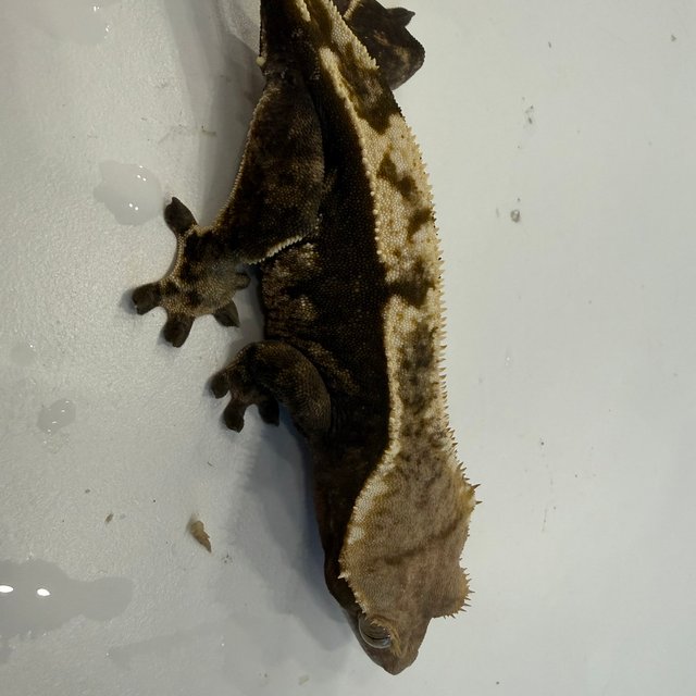 노멀 익스트림할리퀸 다크