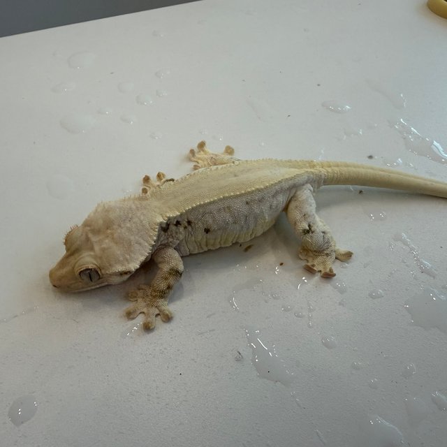 릴리화이트 화이트