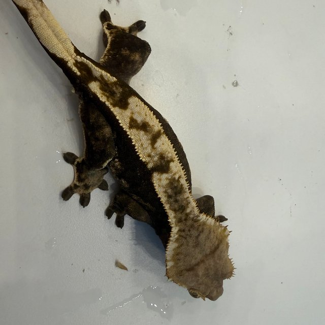 노멀 익스트림할리퀸 다크