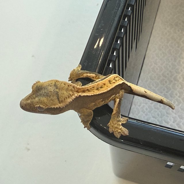 100%헷아잔틱 쿼드