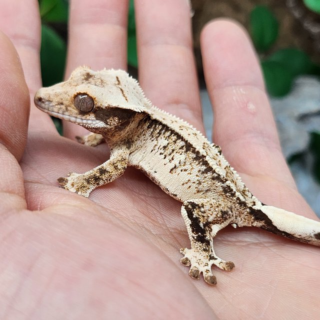 노멀 쿼드 풀핀 드리피 화이트스팟