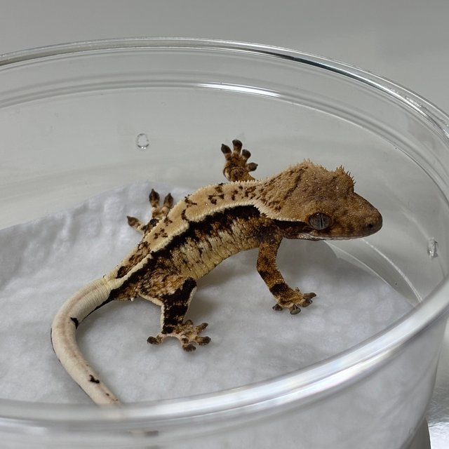 노멀 드리피 쿼드