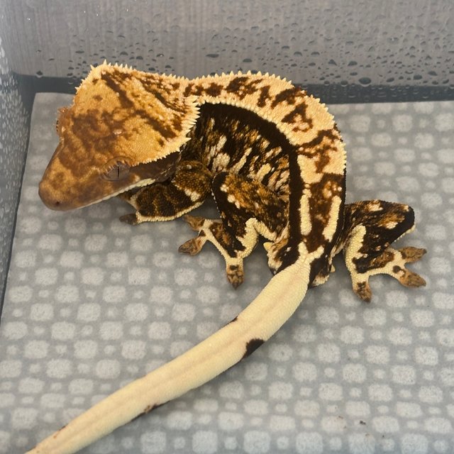 노멀 트라이 쿼드