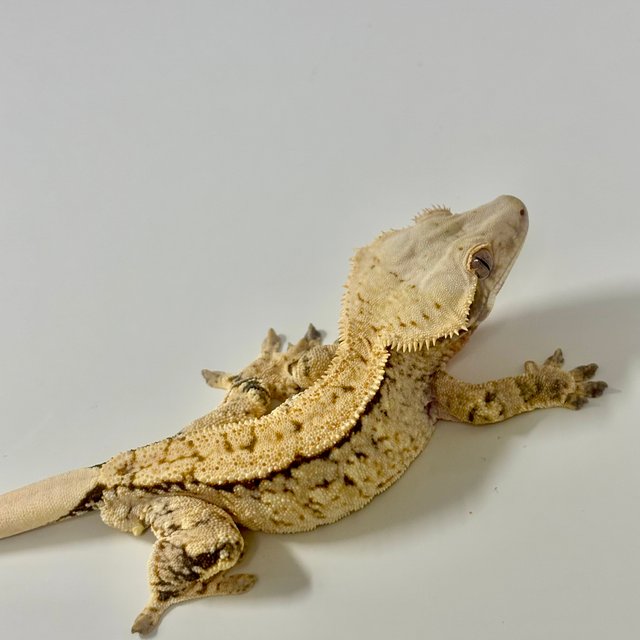 노멀 풀핀 쿼드 화이트스팟