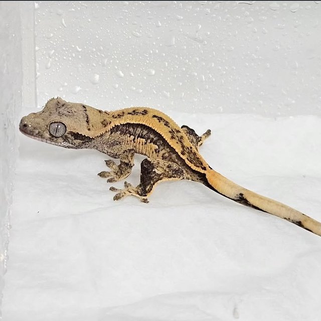 노멀 풀핀 쿼드