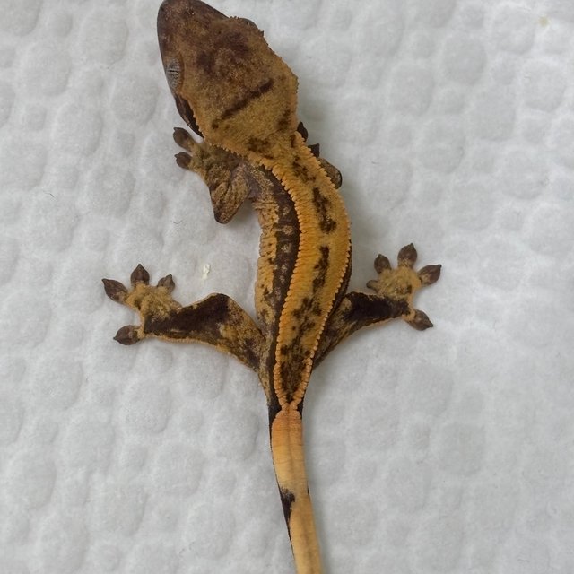 노멀 풀핀 쿼드