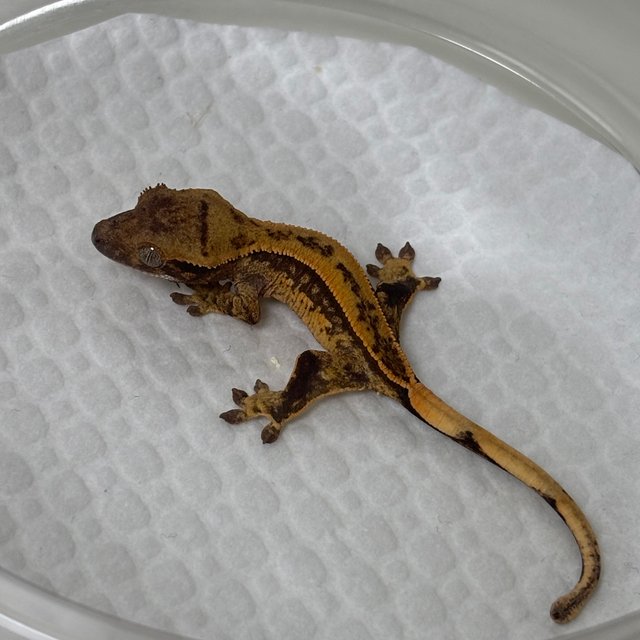 노멀 풀핀 쿼드