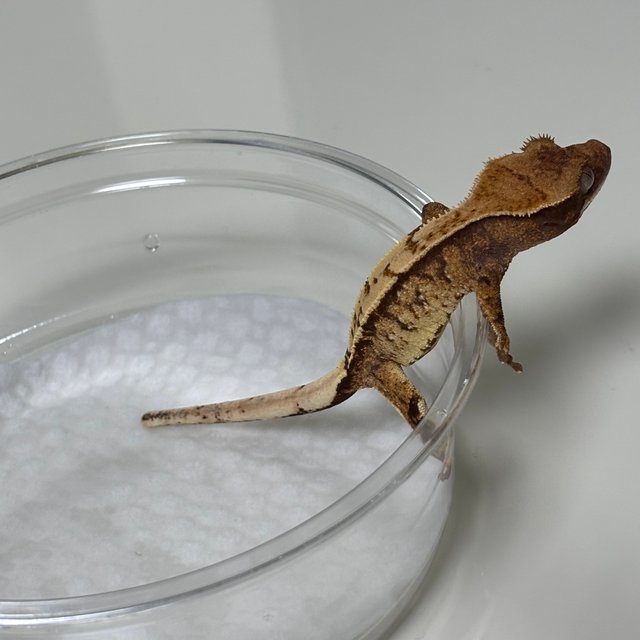 노멀 쿼드 화이트스팟