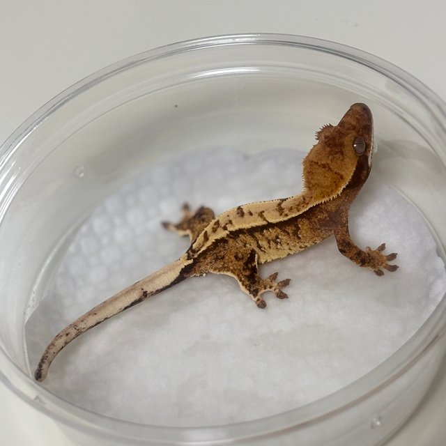 노멀 쿼드 화이트스팟