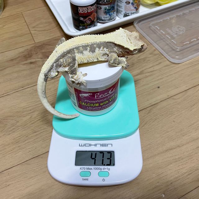 릴리화이트