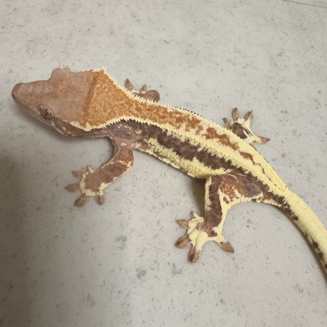 프라푸치노