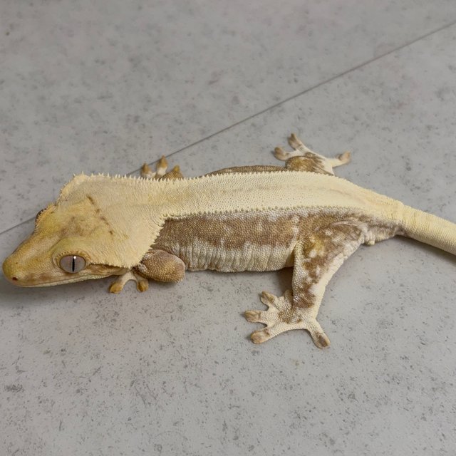 크림 솔리드백 릴리화이트