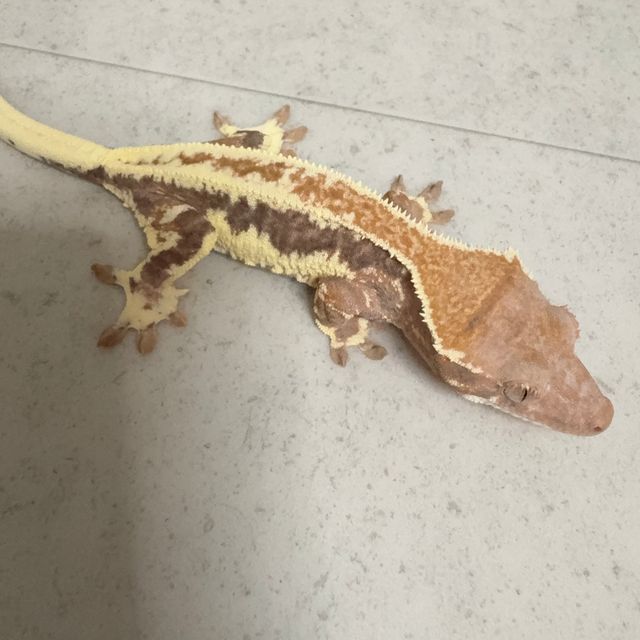프라푸치노