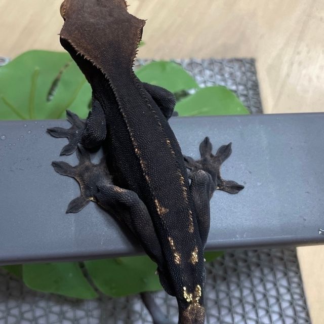 카푸치노 다크