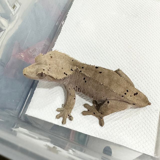 달마시안
