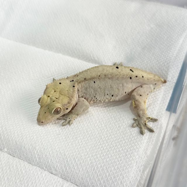 노멀 달마시안