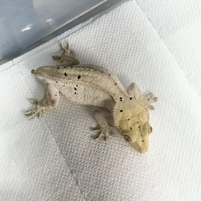노멀 달마시안