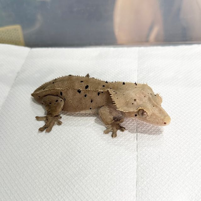 달마시안